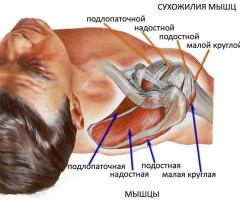 Мышцы, производящие движения плеча в плечевом суставе